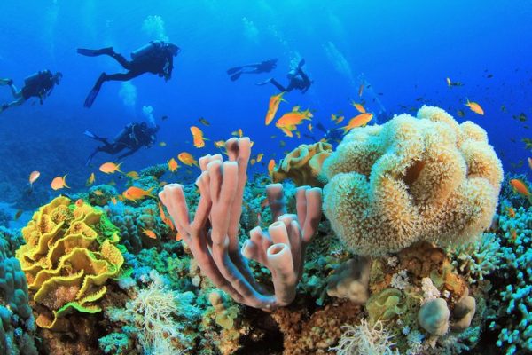 Egypt Red Sea diving best sites sharm el sheikh dive beach